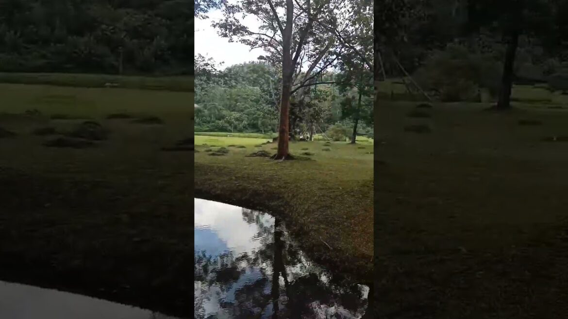 #shorts |  ,travel vlog sri lanka 😲🤩 #short #youtubeshorts