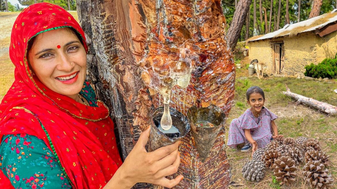 चीड़ के जंगल में टपक रहा है गोंद 😍😄 Pine straw glue grass fruit leaves gum Uttarakhand | Ep-18 चीड़ के जंगल में टपक रहा है गोंद 😍😄 Pine straw glue grass fruit leaves gum Uttarakhand | Ep-18