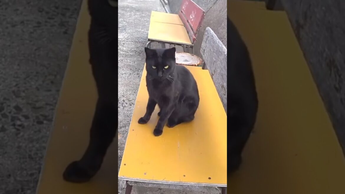 후쿠오카 고양이섬 아이노시마의 검은고양이 #shorts #cat #travel