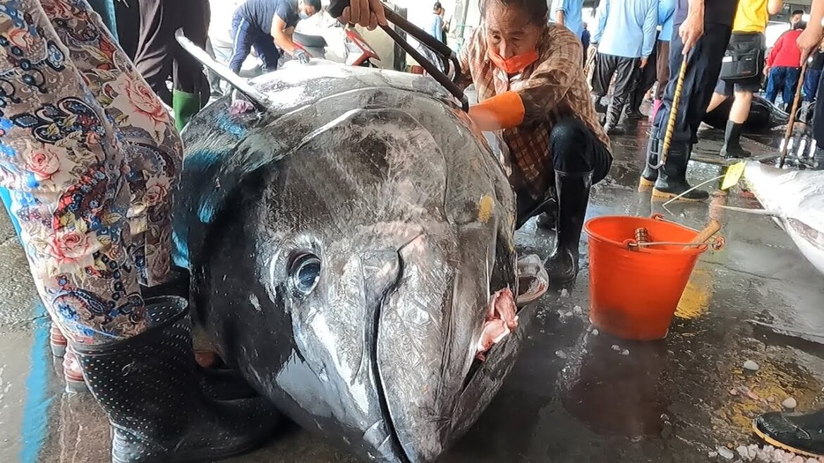 Amazing 1000 Lbs Giant Bluefin Tuna Catch and Cutting for Sashimi - Taiwan street food