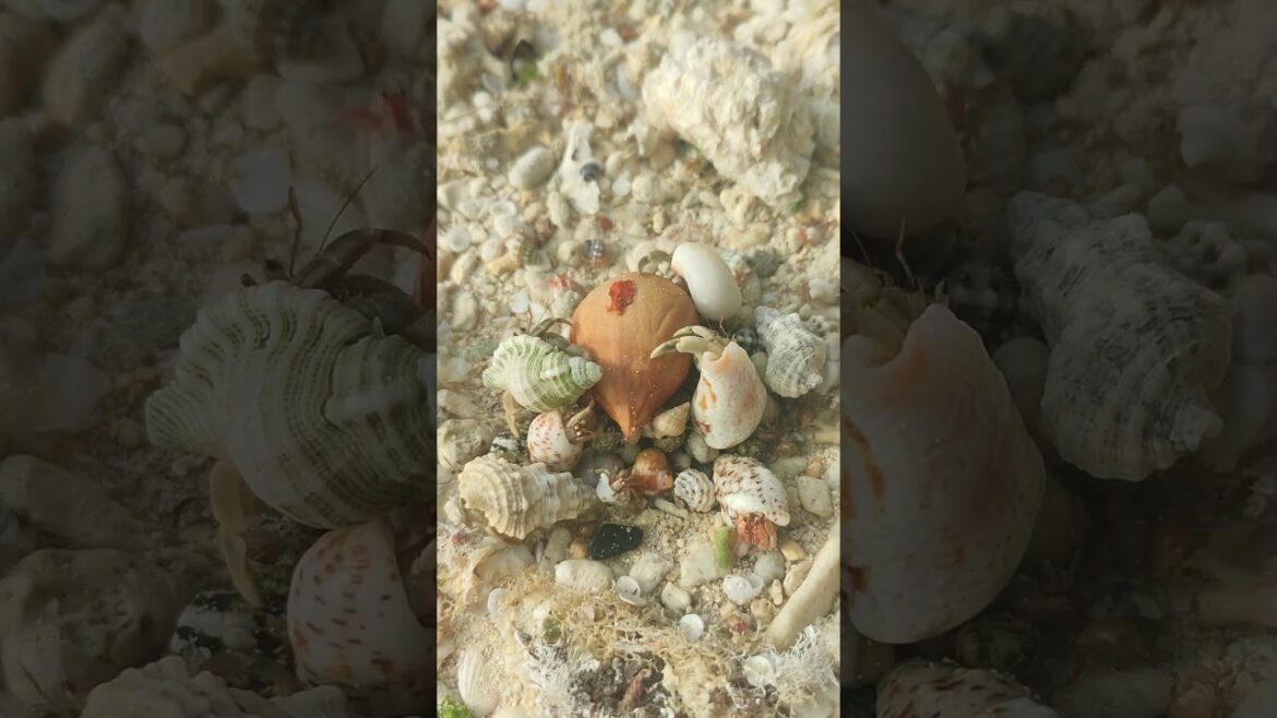 Small life on the beach 🏖️🦀🐚 #okinawa #japan #travel