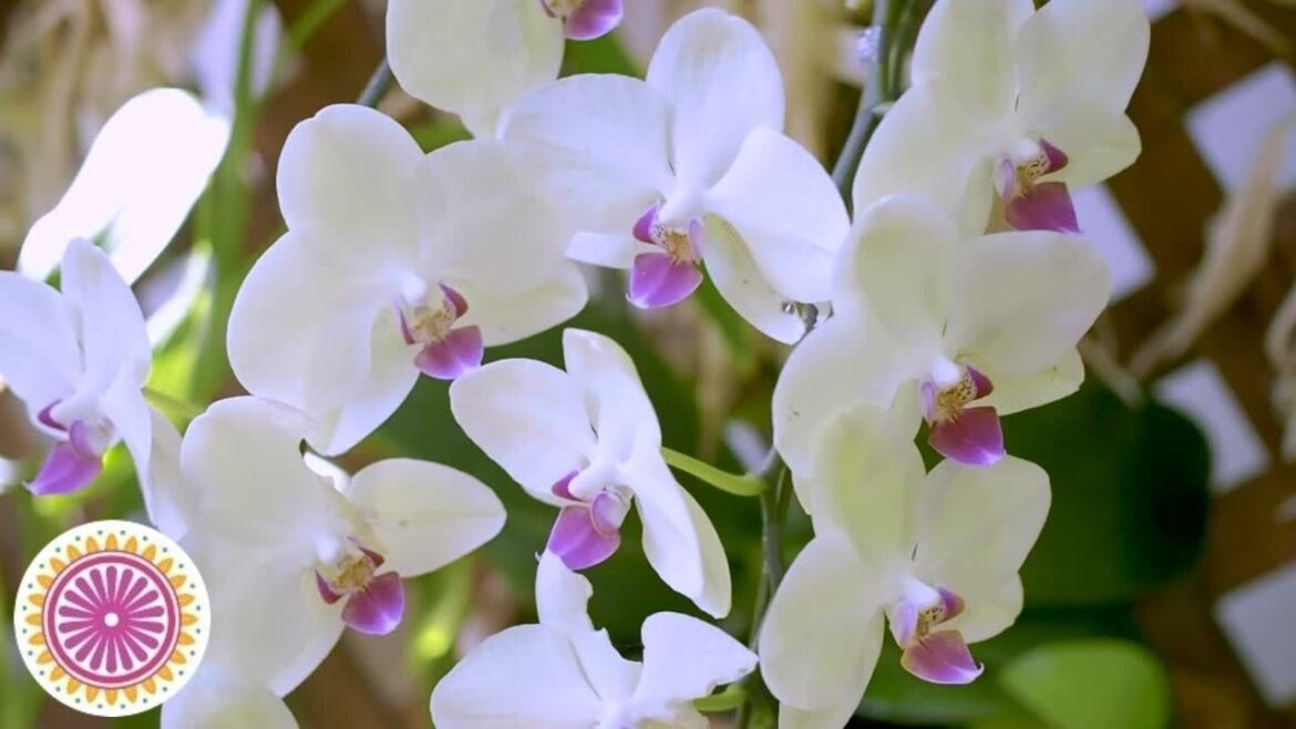 Relaxing Piano Music for Nature Relaxation with Orchids in Japanese Flower Garden/chill nature video Relaxing Piano Music for Nature Relaxation with Orchids in Japanese Flower Garden/chill nature video