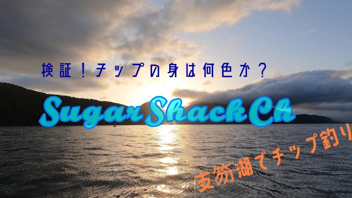 【検証!チップの身は何色?】北海道釣り・支笏湖チップ釣り編。 【検証!チップの身は何色?】北海道釣り・支笏湖チップ釣り編。