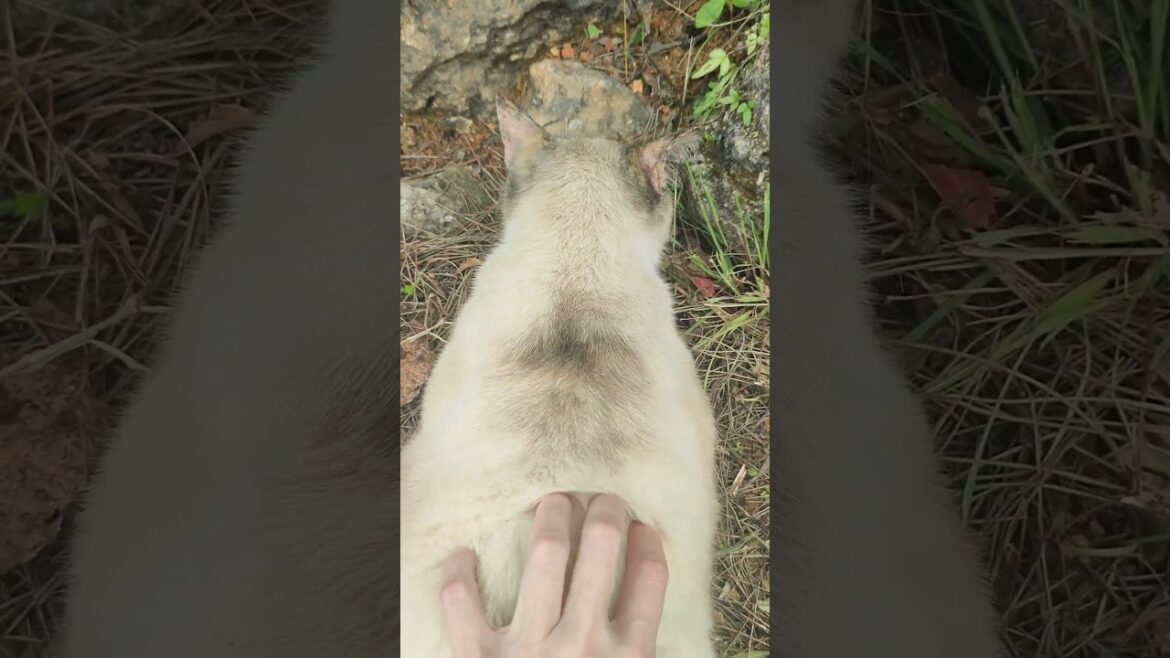 Okinawan kitty won't look at me...😺🏺🌼#okinawa #cat #cute #japan #travel