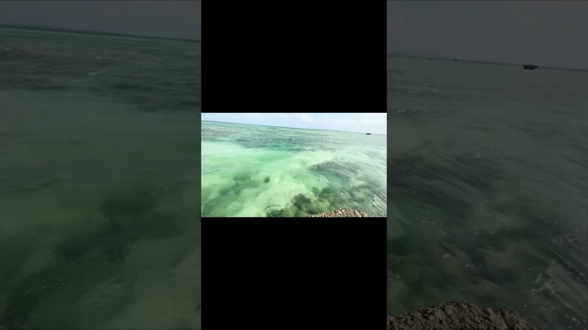 #okinawa #ishigaki #ishigakijima #ishigakiisland #kuroshima #vlog #家族旅行 #沖縄 #石垣島 #黒島 #離島