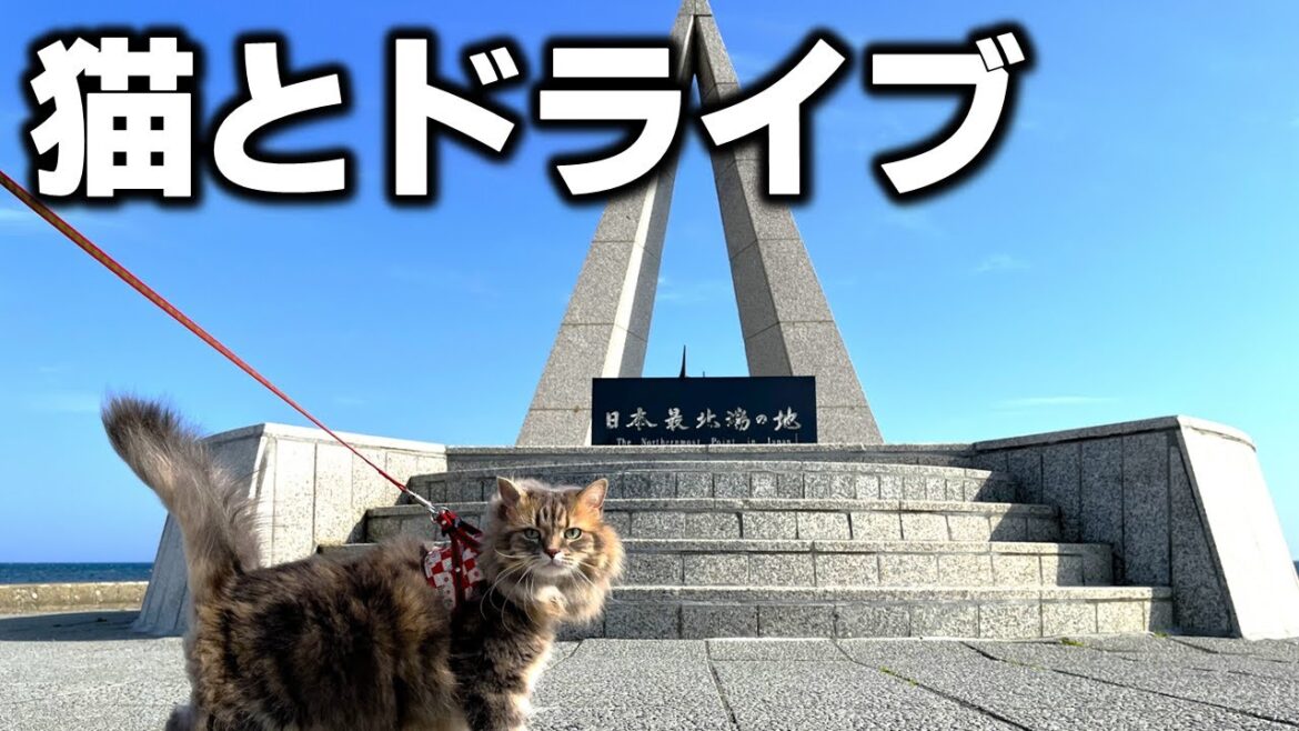 【フリードプラスで車中泊】日本最北端・宗谷岬と稚内を満喫する猫と一緒のドライブ旅！