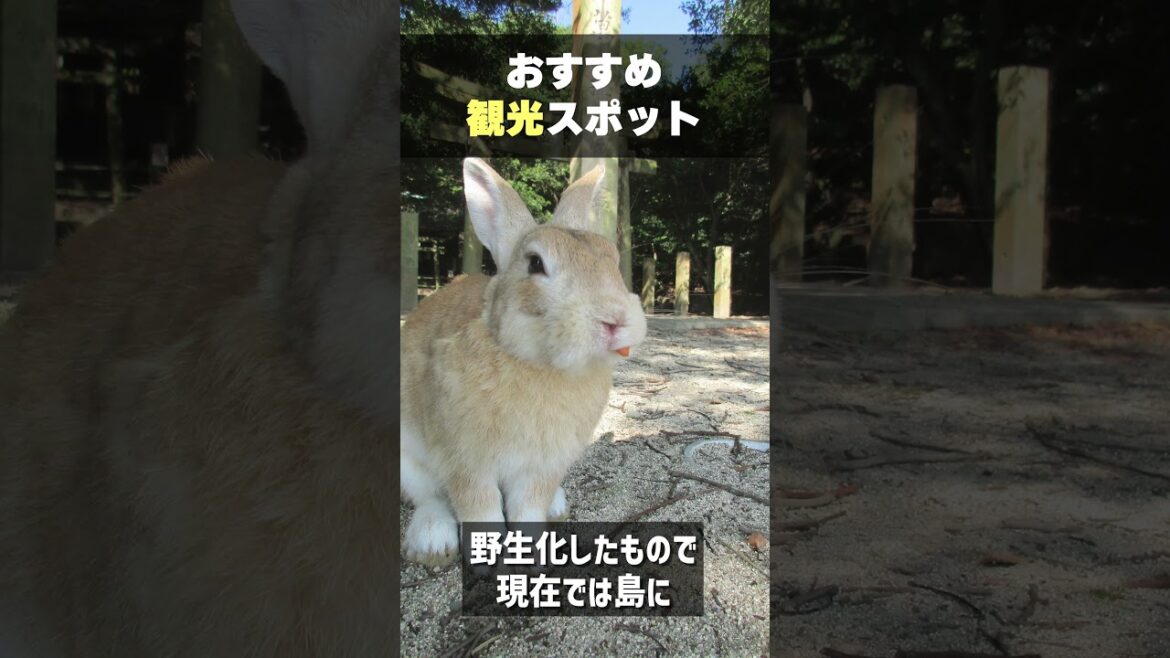 瀬戸内海に浮かぶ うさぎの島「大久野島」観光スポット紹介 広島県 #shorts