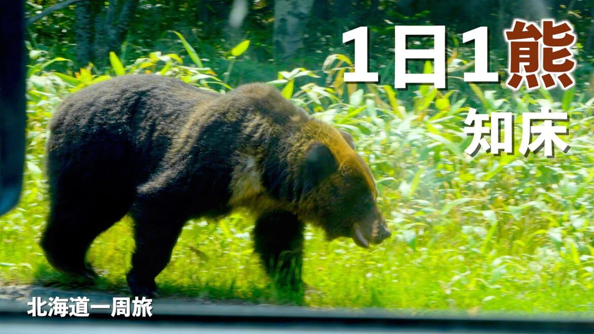 【北海道1周】またしてもヒグマに遭遇!!知床奥地巡りはアドベンチャーだった!!|カムイワッカ湯の滝|車載冷蔵庫|F40C4TMP|ドライブ|田舎暮らし|北海道|4K 【北海道1周】またしてもヒグマに遭遇!!知床奥地巡りはアドベンチャーだった!!|カムイワッカ湯の滝|車載冷蔵庫|F40C4TMP|ドライブ|田舎暮らし|北海道|4K