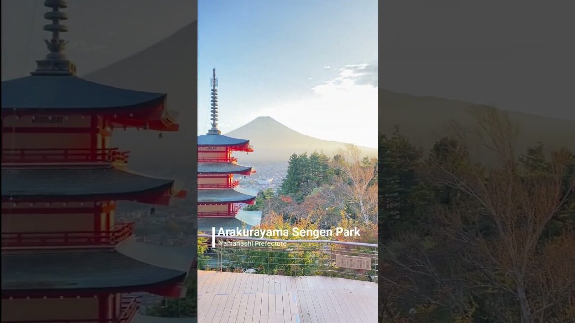 POV: You're at Arakuyama Sengen Park, in Yamanashi Preferecture