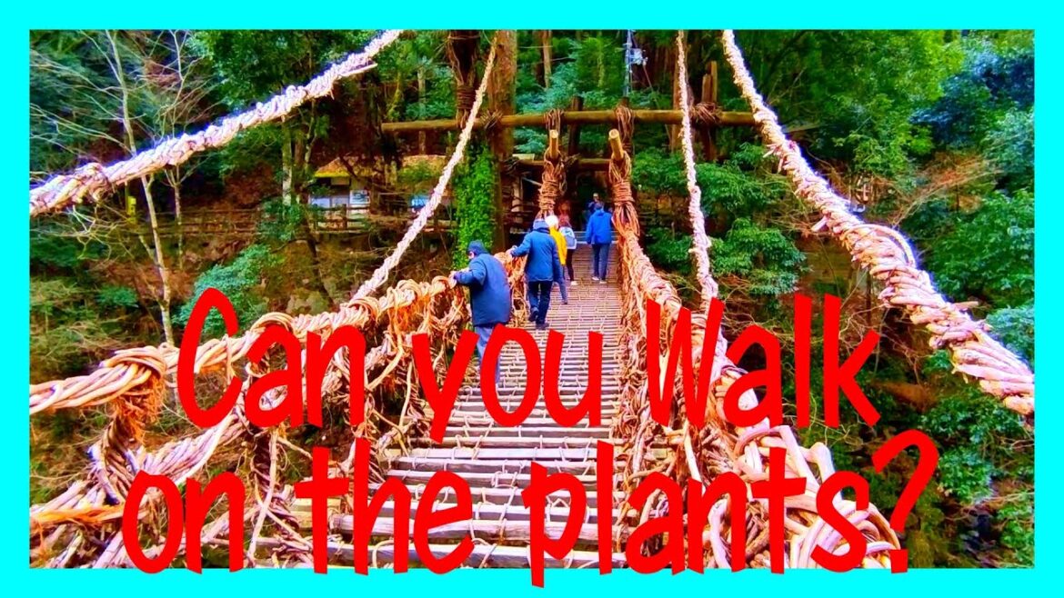 Tokushima city travel guide vlog (Kazura-bashi bridge) in 2023-1 Tokushima city travel guide vlog (Kazura-bashi bridge) in 2023-1