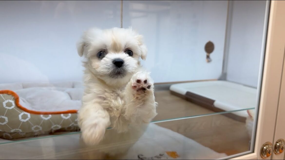 JAPAN | Pet Store in Downtown KYOTO