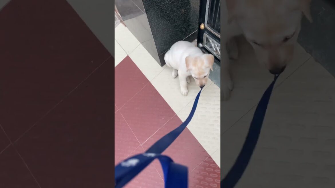 Walk #trending #labrador #dogobedience #viral #cat #puppy #dog #doglover Walk #trending #labrador #dogobedience #viral #cat #puppy #dog #doglover