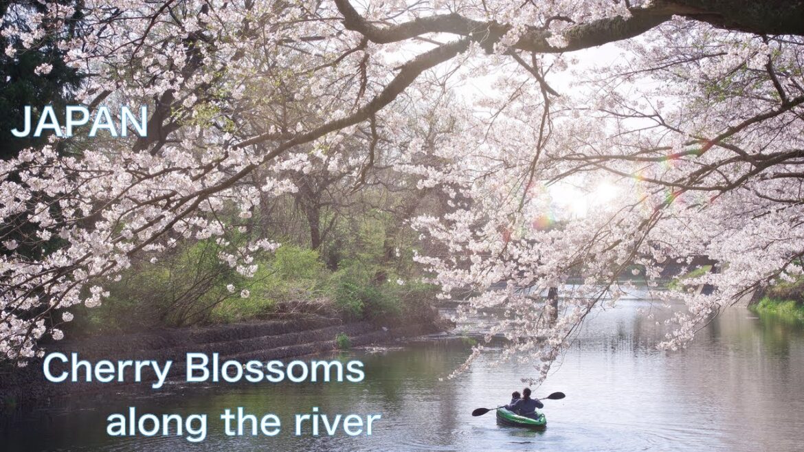 【CHERRY BLOSSOM, SAKURA:JAPAN】Walk along the river seeing cherry blossoms Sakura Festival 桜 櫻満開 櫻花 【CHERRY BLOSSOM, SAKURA:JAPAN】Walk along the river seeing cherry blossoms Sakura Festival 桜 櫻満開 櫻花