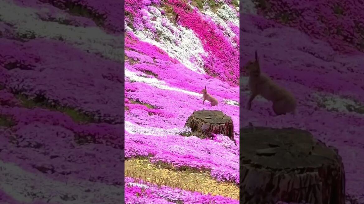 El parque Shibazakura en Higashimokoto 🎌