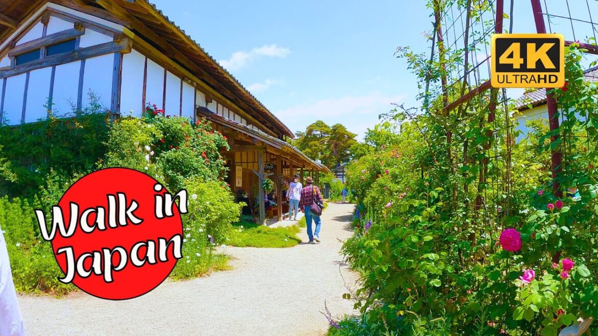 Amazing Rose Garden at Old Japanese Estate [4K 60FPS]