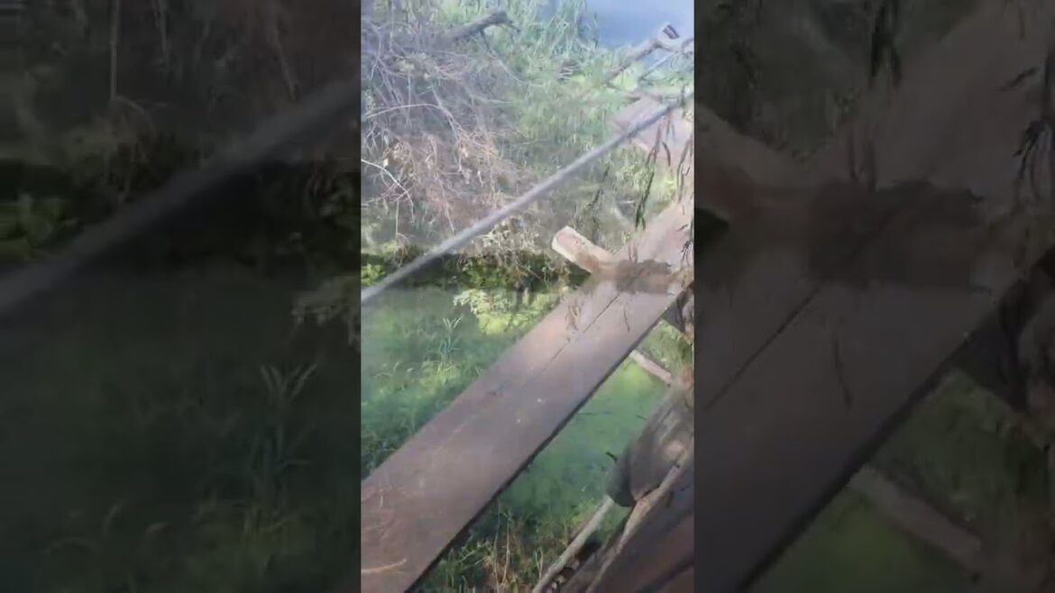 Things To Do In South Africa Part 1 | #travelsouthafrica #travelsouthafrica #shorts #traveling