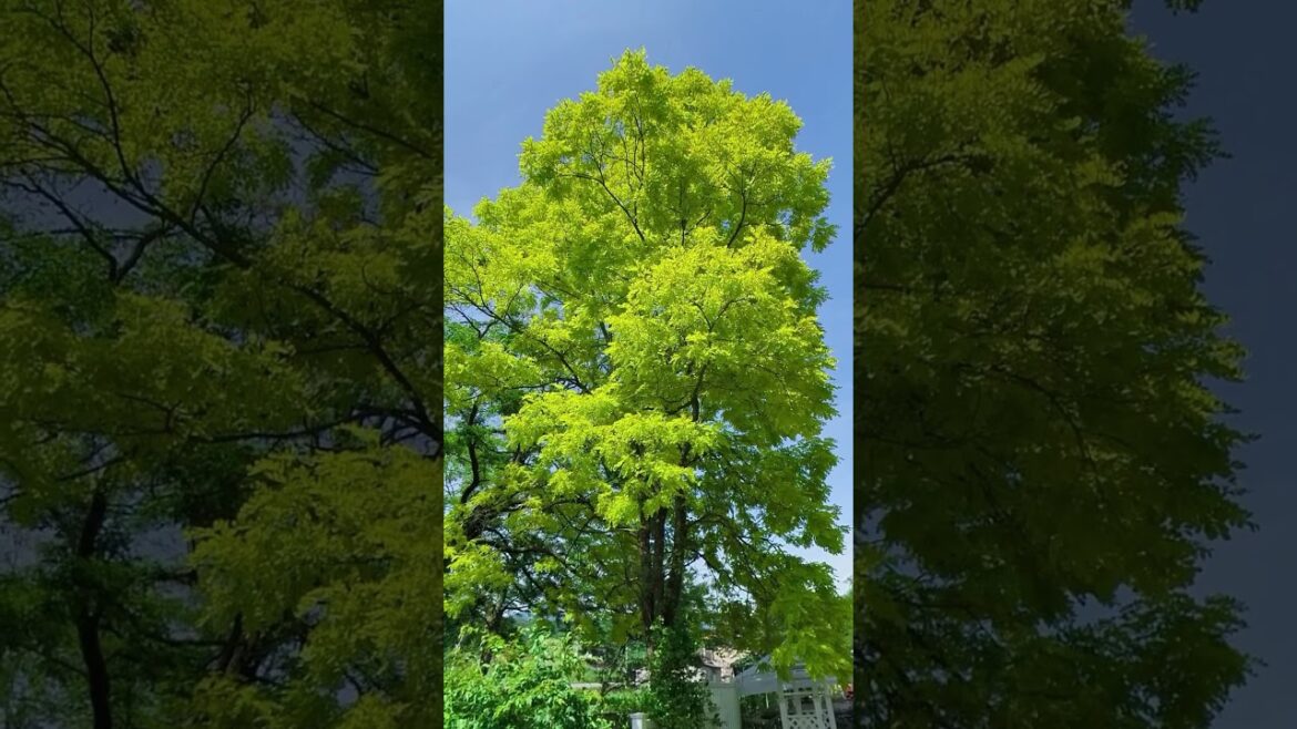 バラクラの新緑　バラクラマーケットにて