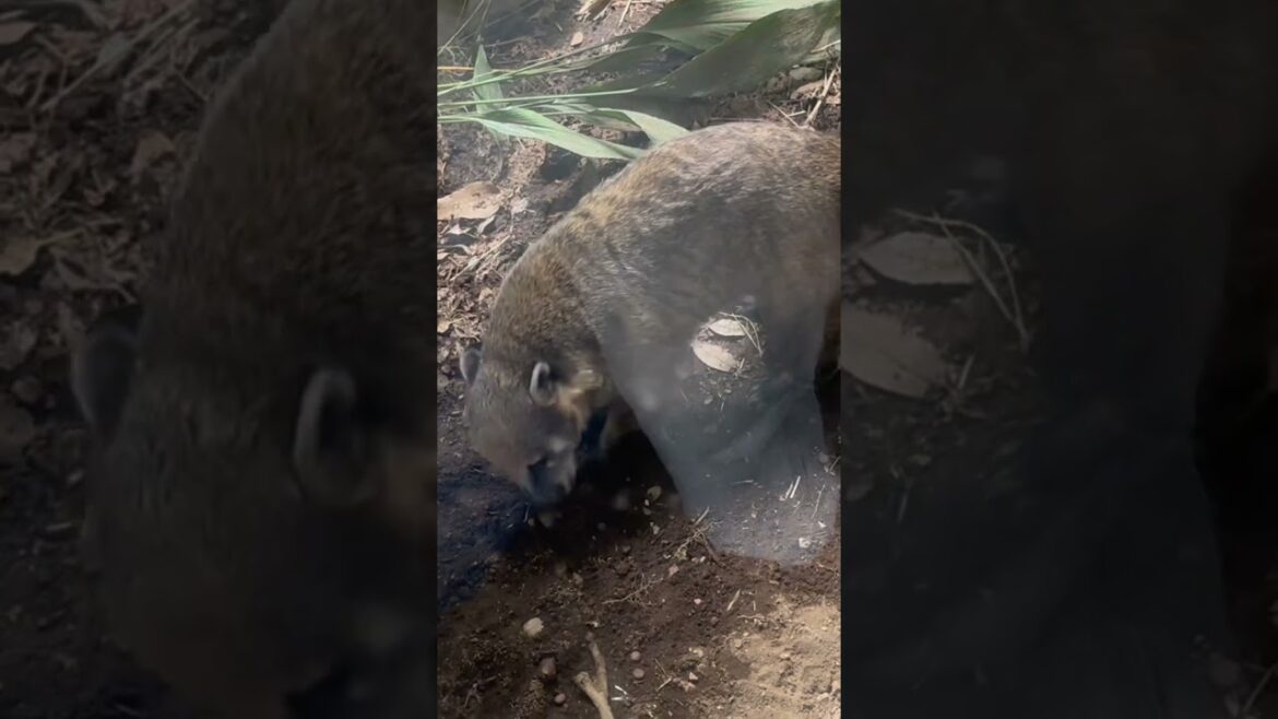 Zoorasia in Yokohama