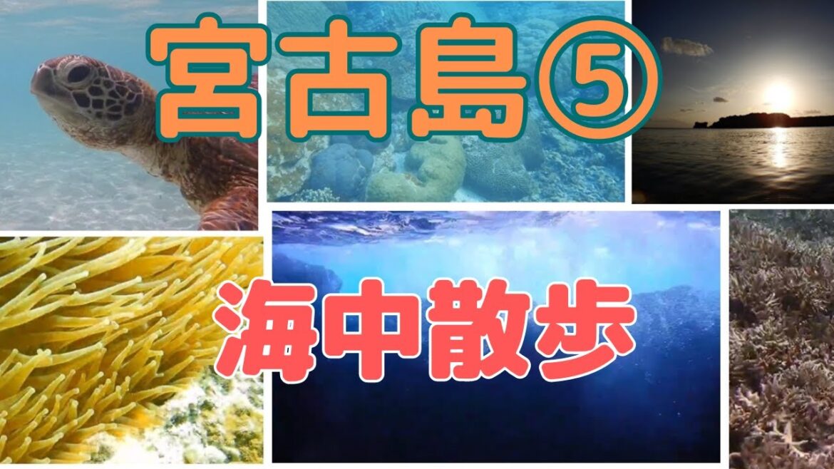 沖縄離島の旅 宮古島5(海中散歩) 沖縄離島の旅 宮古島5(海中散歩)