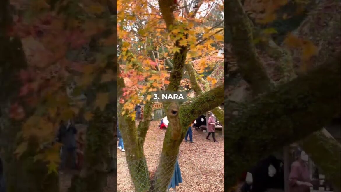 Japan in the Fall: Top 3 Must-Visit Autumnal Destinations #shorts #japantravel #japanautumn #travel Japan in the Fall: Top 3 Must-Visit Autumnal Destinations #shorts #japantravel #japanautumn #travel