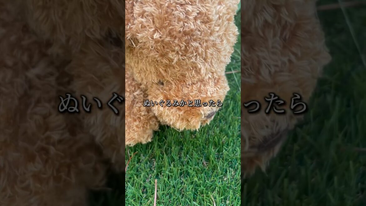 ゲームセンターの犬「ぬいぐるみかと思ったら、動きだした」かわいいけど……ww #shorts