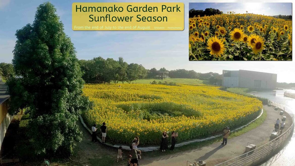 Sunflower Season at Hamanako Garden Park Sunflower Season at Hamanako Garden Park