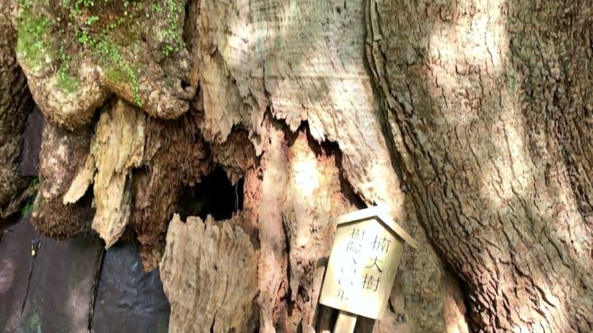 Daimonzaka, Wakayama, World Heritage Site