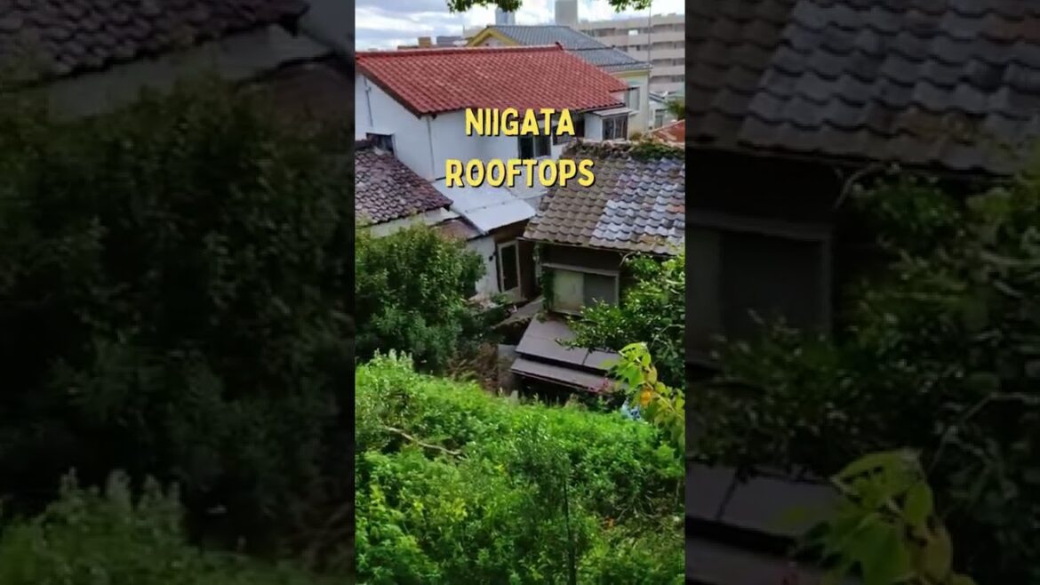 Secret Gardens Behind Old Houses #shorts #japan #niigata