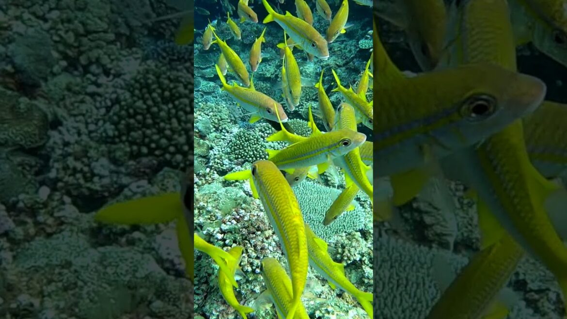 Diving on a remote island in Okinawa #Shorts Diving on a remote island in Okinawa #Shorts