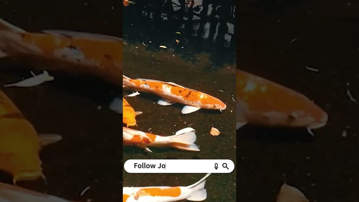 Fukuoka: Japan's Hidden Gem Unveiled