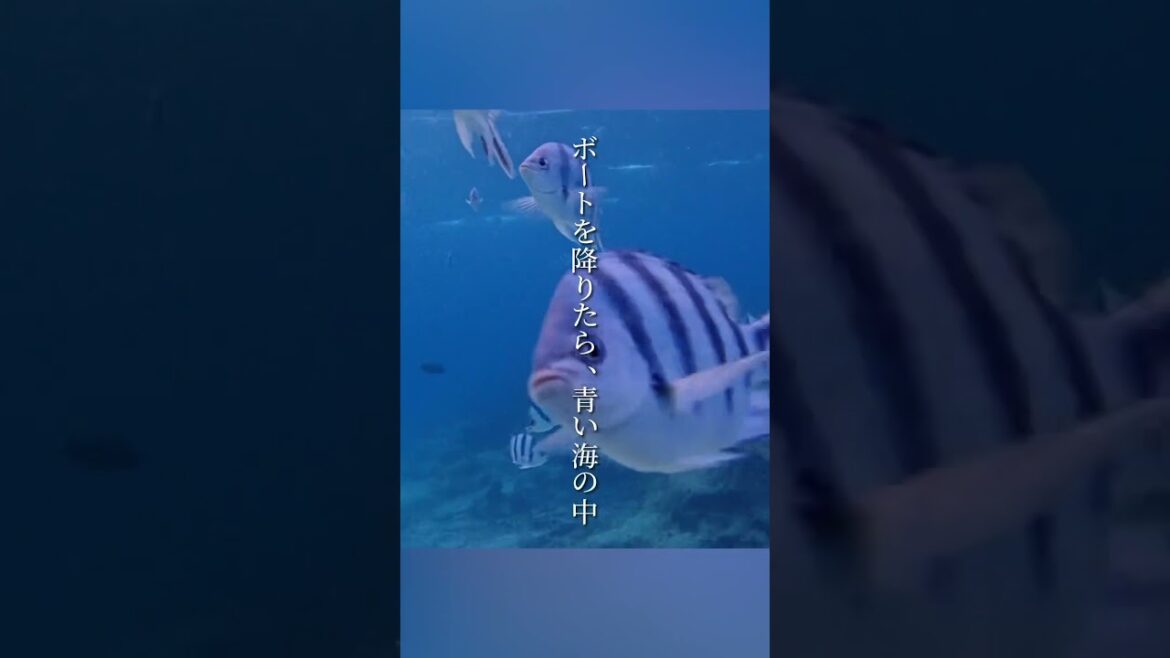 シーウォークなら泳ぎが苦手でも安心🐠｜沖縄・恩納村/青の洞窟専門店ブルーオーシャン｜seabed walk Japan Okinawa Travel Videos