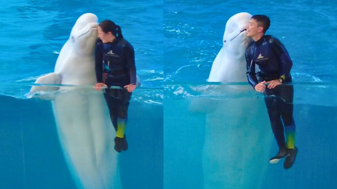 Beluga Whale & Animal Show 😍 Yokohama Hakkeijima Sea Paradise Beluga Whale & Animal Show 😍 Yokohama Hakkeijima Sea Paradise
