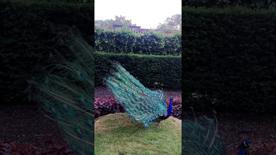 Kyoto Garden Peacock Ballet: A London Spectacle