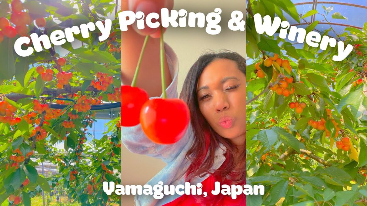 Cherry Picking & Winery | Hiroshima, Japan | Cherry | Wine | Travel | Guide | JAPAN Vlog
