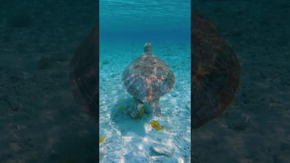 Okinawa Zamami pour plonger avec les tortues Japon. Snorkeling with turtles in Zamami Japan Okinawa