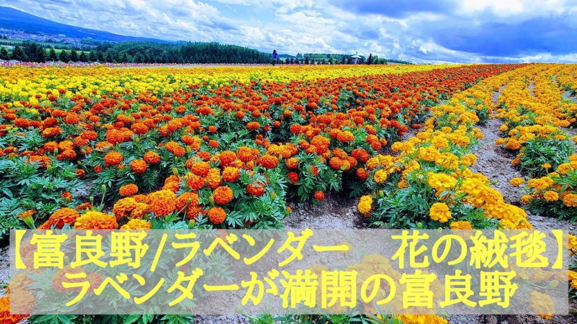 [４Ｋ]【富良野/ＦＵＲＡＮＯ　ラベンダー　花の絨毯】ラベンダーなど花が満開の時期の富良野