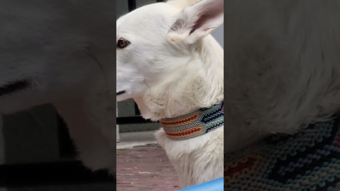 AKITA AWAITS HUSKY BULLDOG AND TERRIER