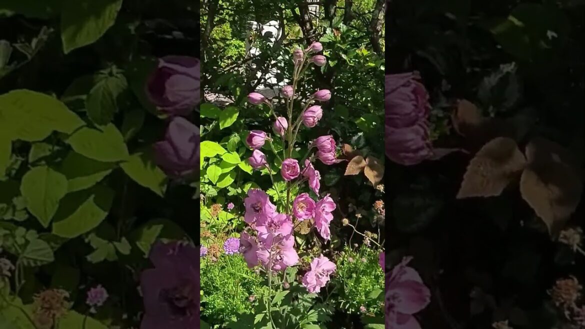 バラクラ ハーブガーデンの花 バラクラ ハーブガーデンの花