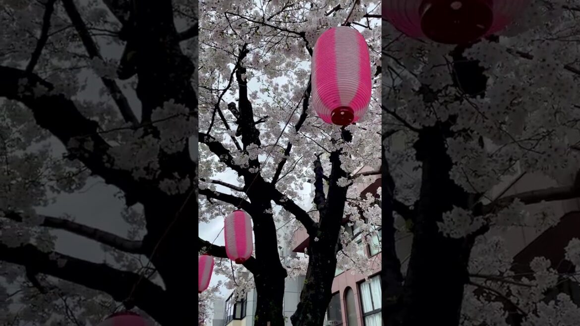Japan Cherry Blossoms 2023 #sakura #tokyo #自由が丘 #jiyugaoka #japan #shorts Japan Cherry Blossoms 2023 #sakura #tokyo #自由が丘 #jiyugaoka #japan #shorts