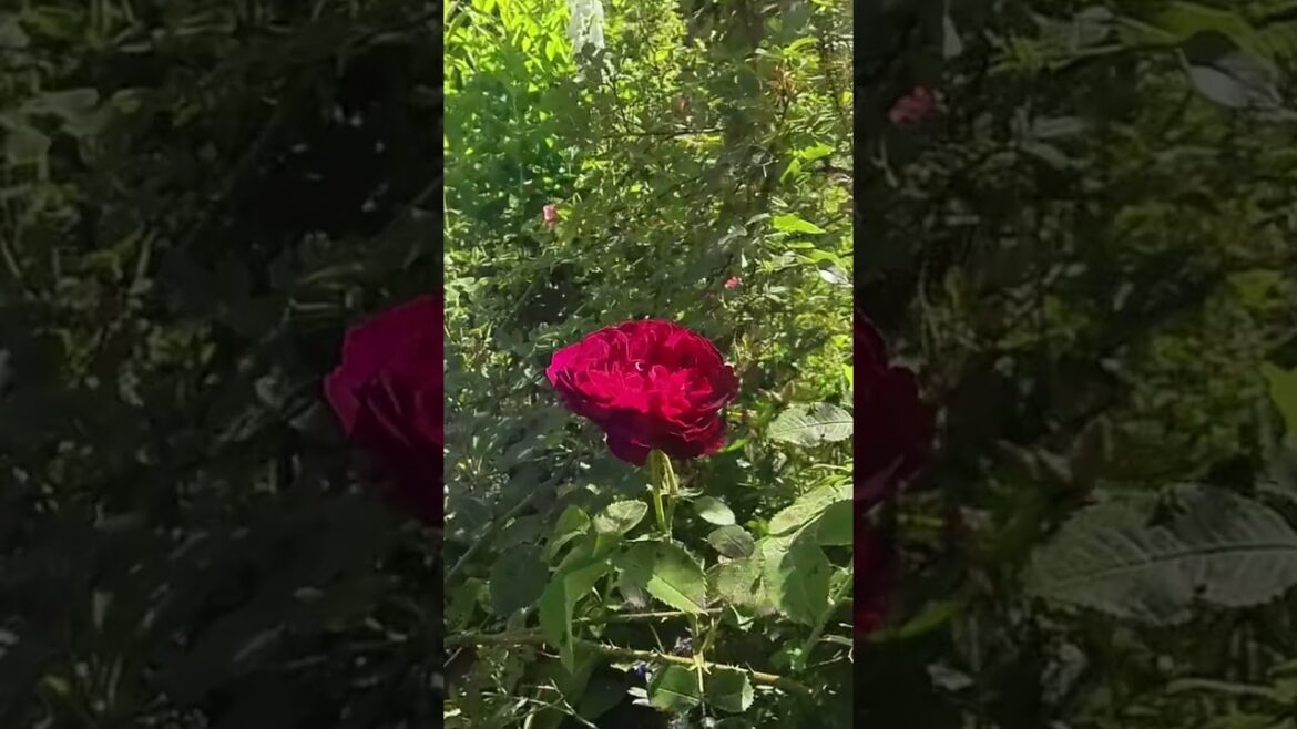 フラワードリームボーダーガーデンに咲くバラ