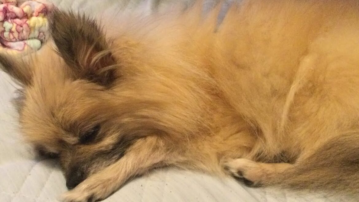 【प्रसन्न】 dog 犬 癒し「ポメラニアンねる」 healing #Shorts 【प्रसन्न】 dog 犬 癒し「ポメラニアンねる」 healing #Shorts