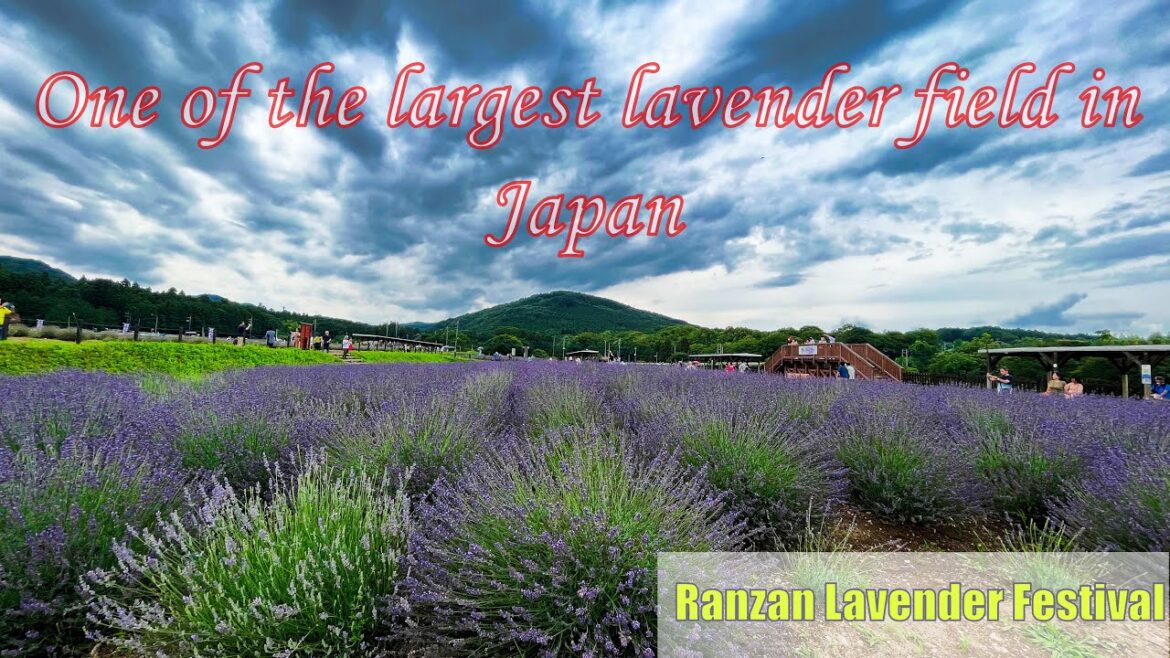 One of the largest Lavender fields in #japan – Ranzan Lavender Festival | #嵐山ラベンダー祭り One of the largest Lavender fields in #japan - Ranzan Lavender Festival | #嵐山ラベンダー祭り