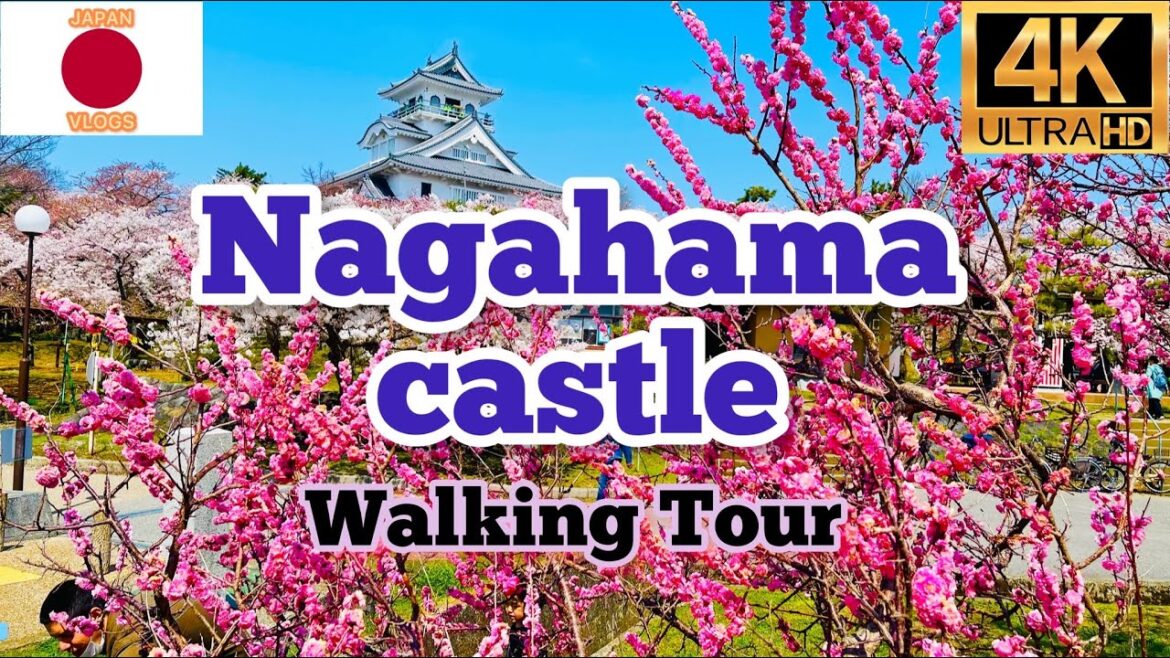 Japan Walk country side Nagahama Castle sakura 2022 Japan Walk country side Nagahama Castle sakura 2022