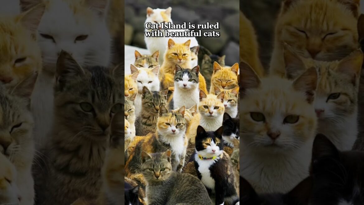 ISLANDS THAT ARE INFESTED WITH ANIMALS #travel #tiktok #destinations #shorts #islands #animals