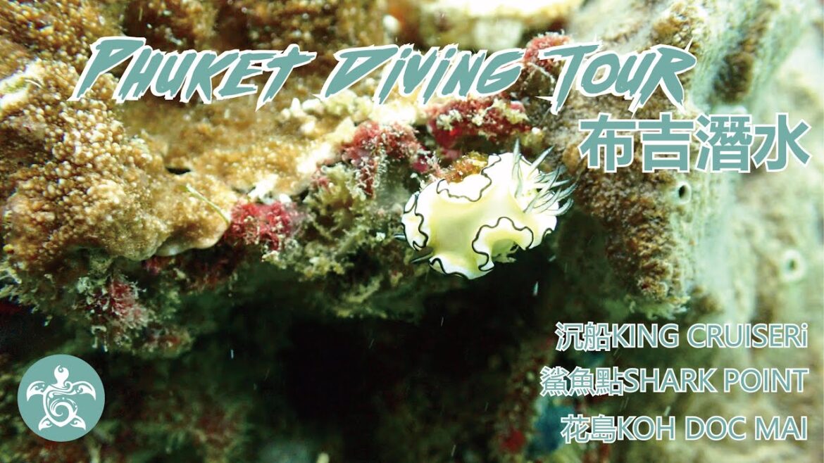 Phuket Diving Tour 布吉潛水  ｜SHARK POINT鯊魚點 ｜花島KOH DOC MAI ｜沉船KING CRUISER