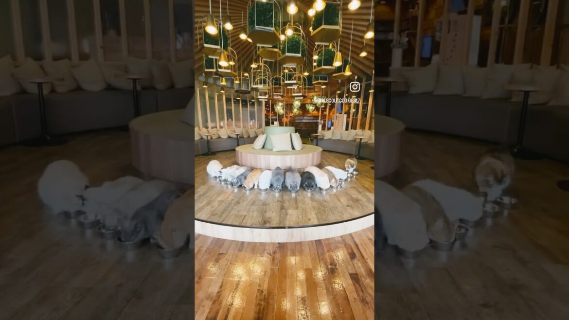 Feeding time at the cat cafe π πββ¬ #cat #catcafe #japan #tokyo #travel #travelvlog Feeding time at the cat cafe π πββ¬ #cat #catcafe #japan #tokyo #travel #travelvlog