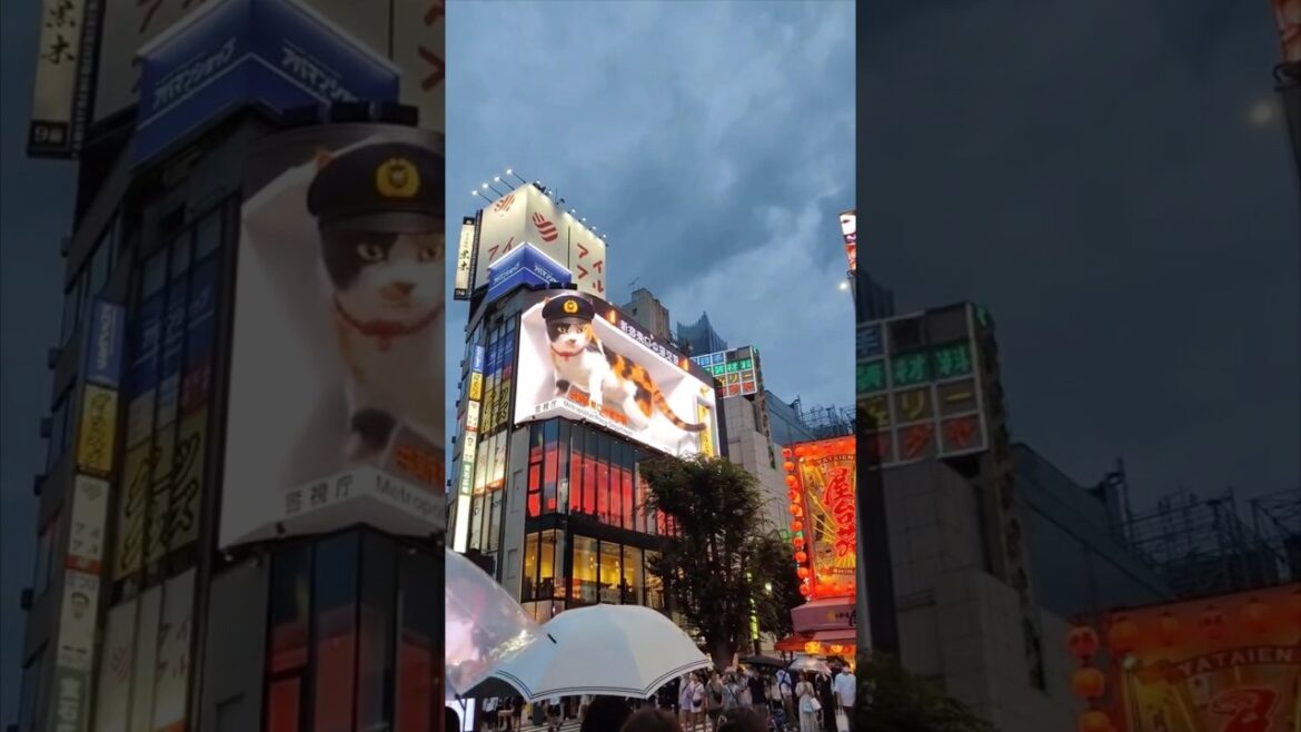 👀Shinjuku & Shibuya👀 Tokyo Japan #shorts #tokyo #japan