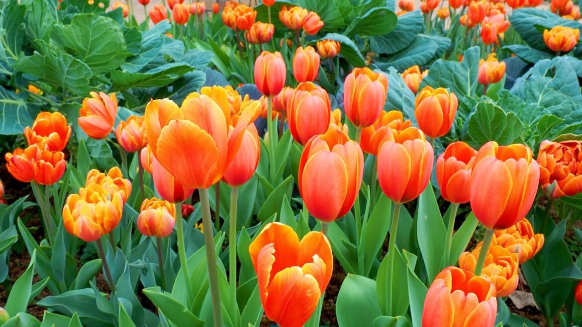 HIRATSUKA.  Winter(Ice) Tulips are in full bloom in Tokyo metropolitan area. #花菜ガーデン #4K #平塚