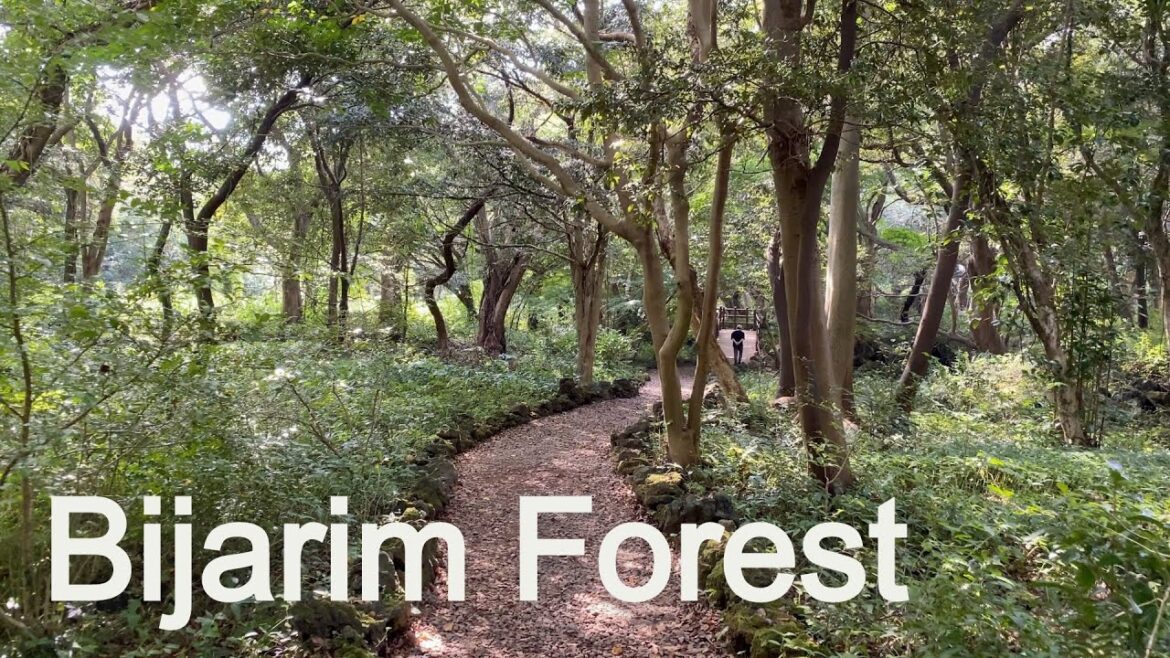 Bijarim Forest In Jeju Island 비자림 제주도 korea 4K Bijarim Forest In Jeju Island 비자림 제주도 korea 4K