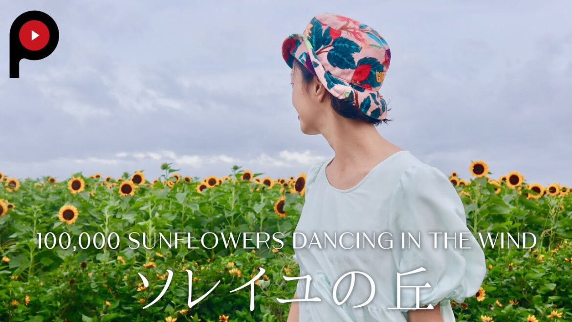 【絶景・風に揺れる10万本のひまわり】ソレイユの丘 | 100,000 Sunflowers Dancing in the Wind 【絶景・風に揺れる10万本のひまわり】ソレイユの丘 | 100,000 Sunflowers Dancing in the Wind